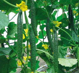 黄瓜施用生物有机肥后增值10400元,且叶色深绿 瓜直,商品性好