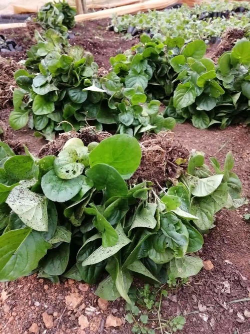 【沈阳非洲菊种苗价格】- 