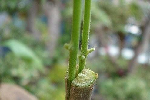 黄瓜嫁接技术