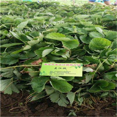 一亩地产量多少斤天仙醉草莓苗适合新疆新疆一亩地产量多少斤