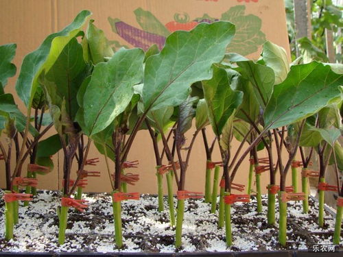 棚室冬春茬种植黄瓜,技术难度大,要如何管理呢
