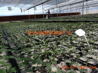 供应进口嫁接水果黄瓜苗 高品质的种植选择