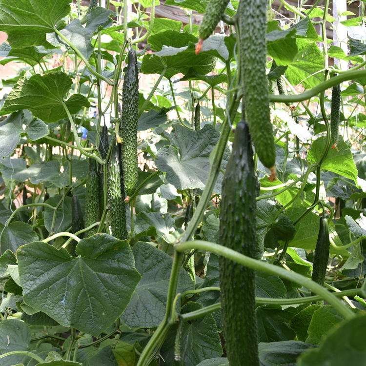 早春种植抗死棵嫁接黄瓜苗 耐热抗病毒、长势好、耐储运的优质选择