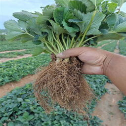 贵州黔东州特色农业 桃熏草莓苗与嫁接黄瓜苗的种植技术与市场前景