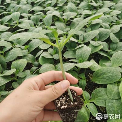 黄瓜嫁接苗 高产、抗病、成活率高的放心选择