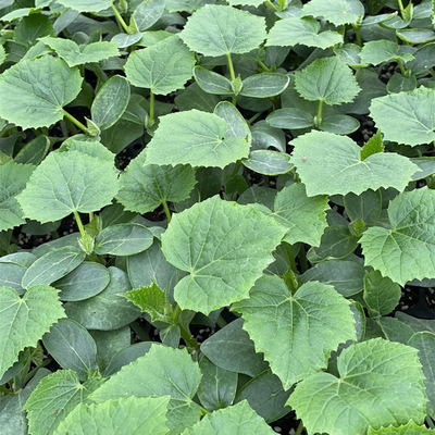 黄瓜苗嫁接技术 从越夏到越冬的栽培管理