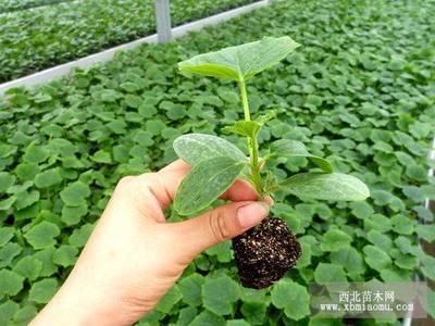 安信嫁接黄瓜苗，您致富的得力助手