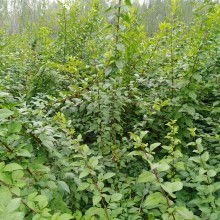 绛县古绛镇友梅苗木经销部 优质嫁接黄瓜苗供应