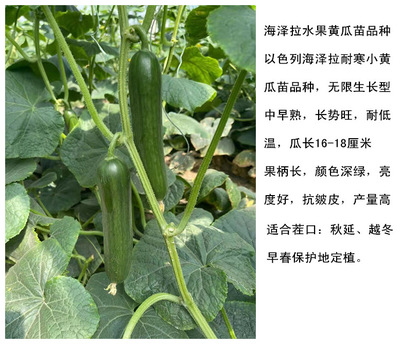 嫁接黄瓜苗厂 德瑞特与黑油亮黄瓜苗的培育与应用