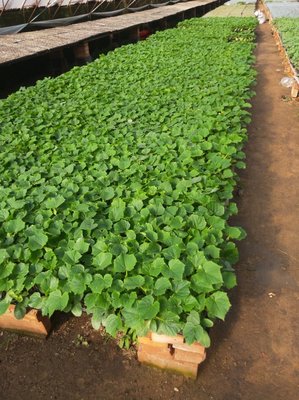 西瓜苗嫁接黄瓜苗的技术要点及优势