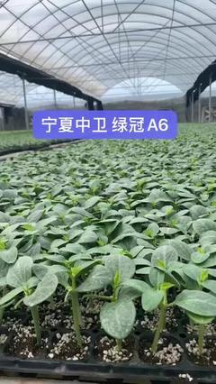 金刚钻砧木嫁接黄瓜苗 现代农业的创新实践