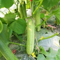 白黄瓜苗批发价格与种苗供应指南 一手便宜货源尽在一亩田，嫁接黄瓜苗优质之选