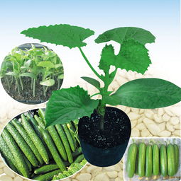 黄金甲砧木嫁接黄瓜苗 提升黄瓜抗病与产量的高效技术