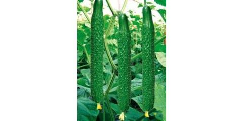 优质嫁接黄瓜苗 以山东烟台为核心，探索高品质种苗的培育与应用