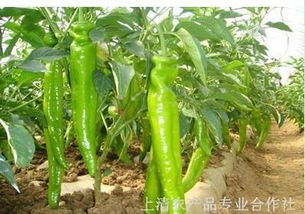 尖椒种子与嫁接黄瓜苗 现代农业的绿色选择