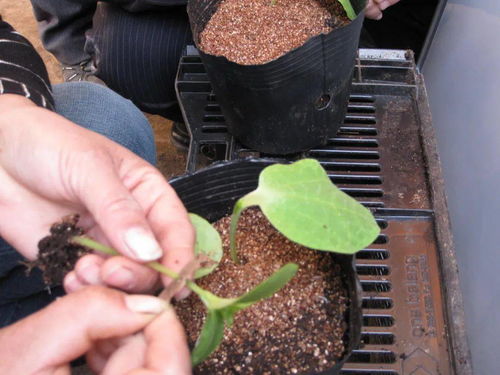 嫁接有机黄瓜苗，科学管理少生病