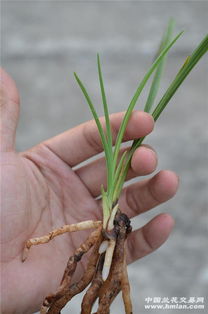 洪字大草1苗1芽12cm 看图092609 嫁接黄瓜苗技术与管理