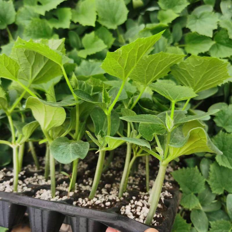 山东潍坊寿光黄瓜苗批发 嫁接技术引领种植新趋势，高性价比助力农业增收