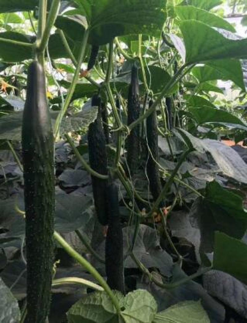 抗病耐寒早春利器——全面解析嫁接黄瓜苗的优势与培育