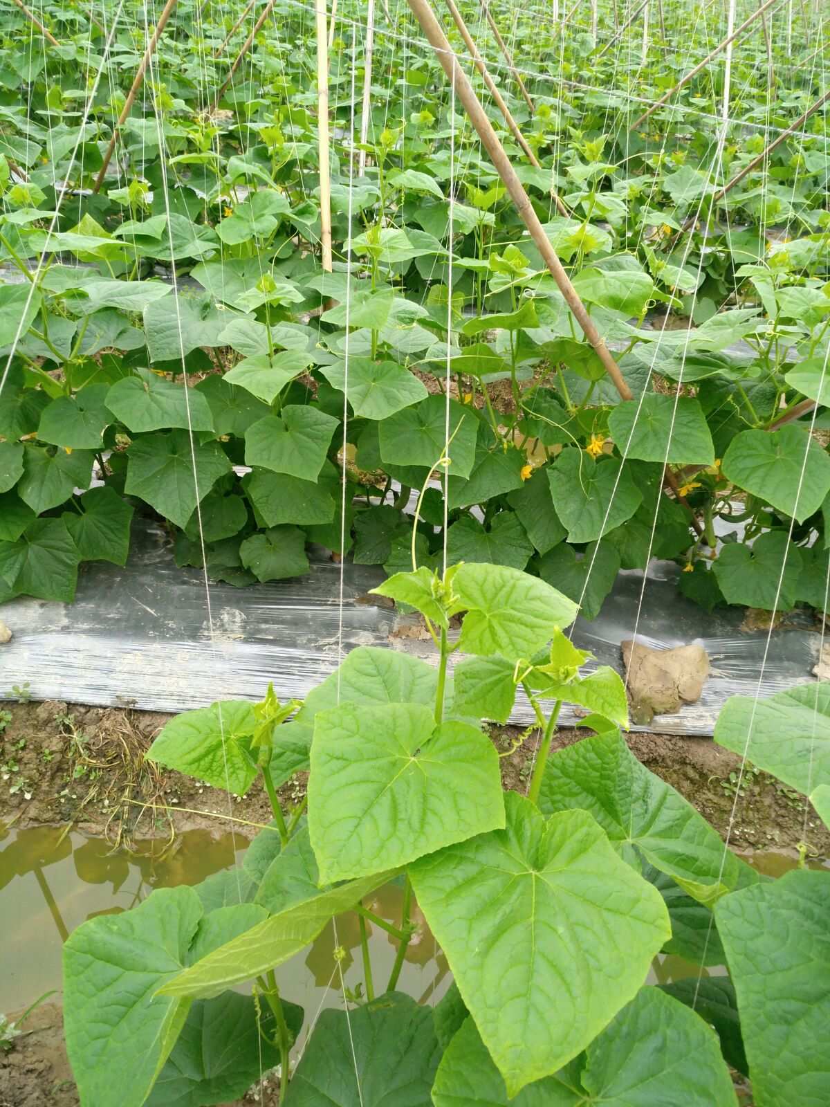 巴彦淖尔嫁接黄瓜苗基地 品质优良，助力农业丰收