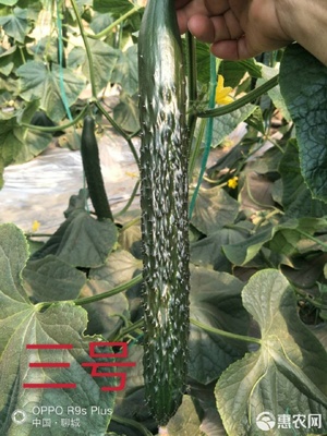 嫁接黄瓜苗 强雌油亮密刺，绿瓤口感与抗病的完美结合