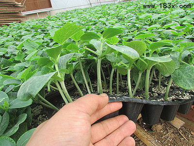 早春抗寒，高效生长 深度解析鄂尔多斯嫁接黄瓜苗