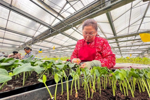 春日育苗正当时 嫁接黄瓜苗助力农业增效