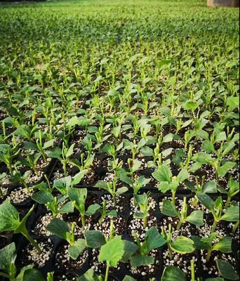 黄瓜双断根嫁接育苗技术简述