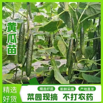 黄瓜苗未完全成熟时能否喷施磷酸二氢钾？嫁接黄瓜苗的注意事项