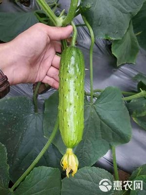 旱黄瓜苗种植指南 田骄7号高产优质，大刺包口感一绝