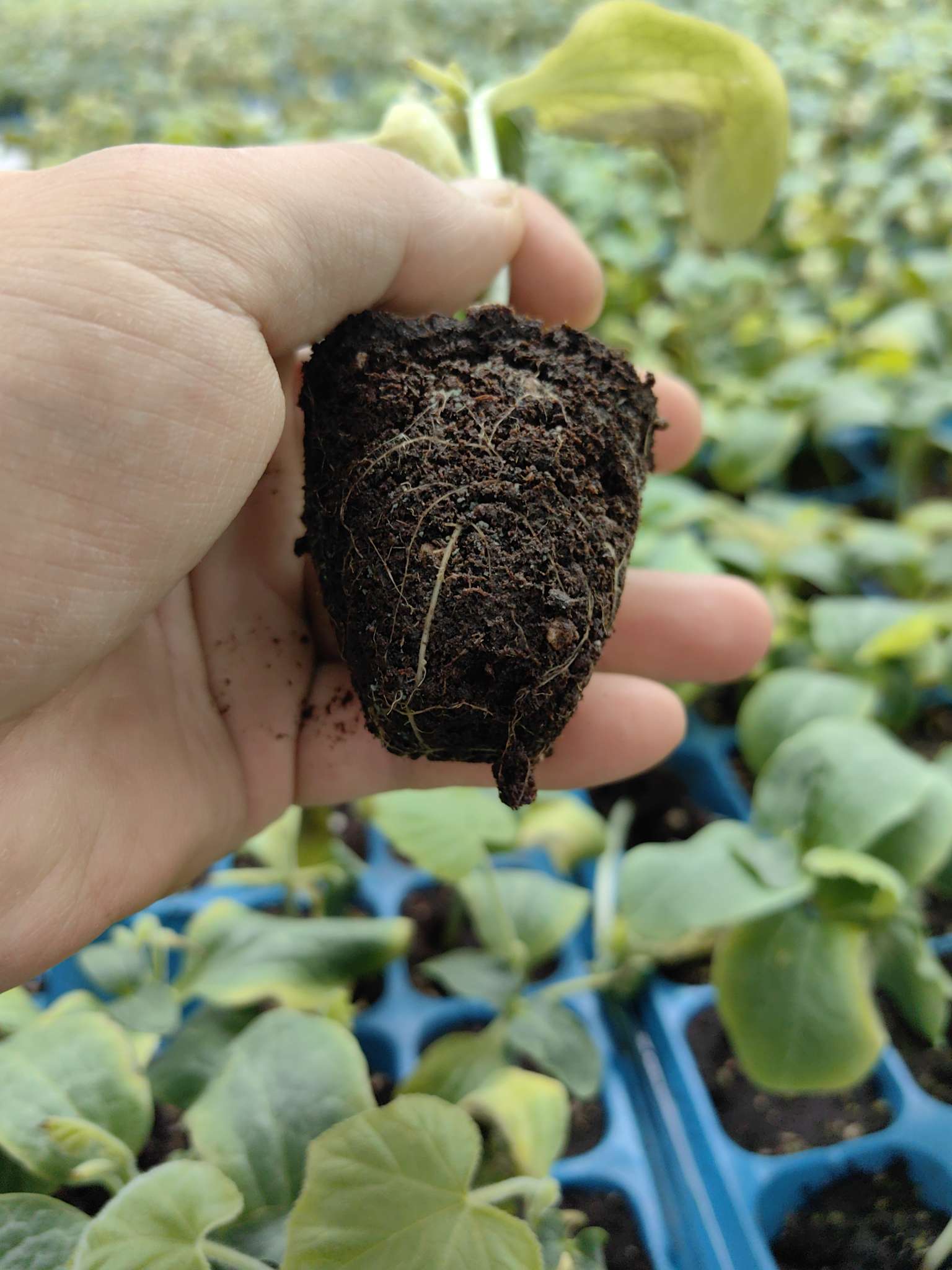 夏黄瓜苗嫁接后烂瓣烂根？原因解析与挽救方案